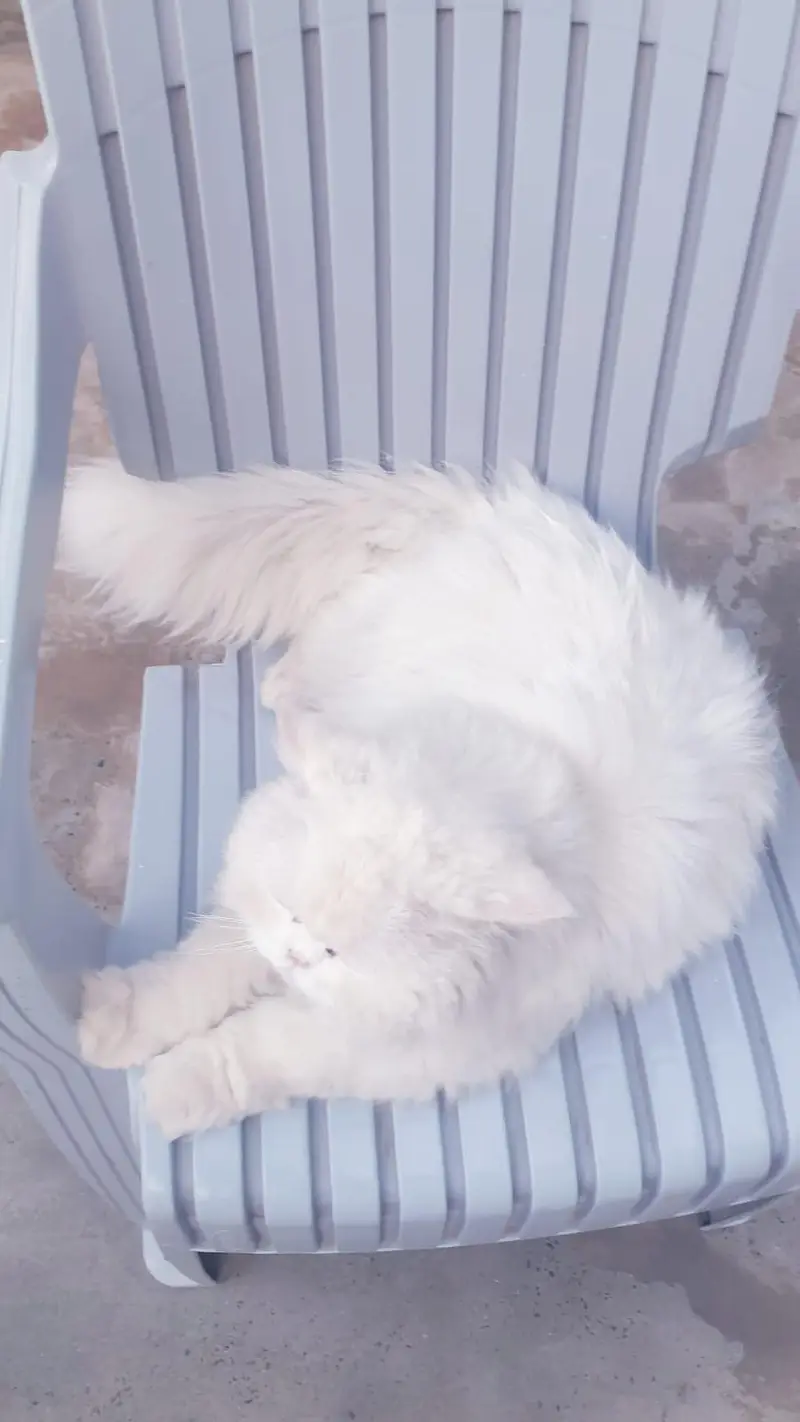 White persian cat for sale, doll face, fluffy coat — photo 3