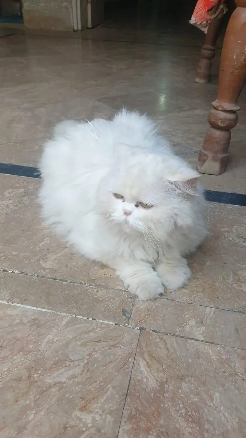 White persian cat for sale, doll face, fluffy coat — photo 4