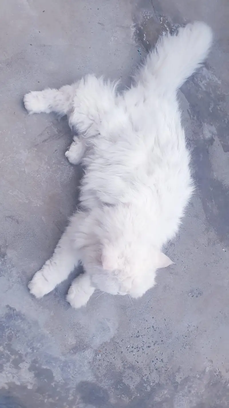 White persian cat for sale, doll face, fluffy coat — photo 5