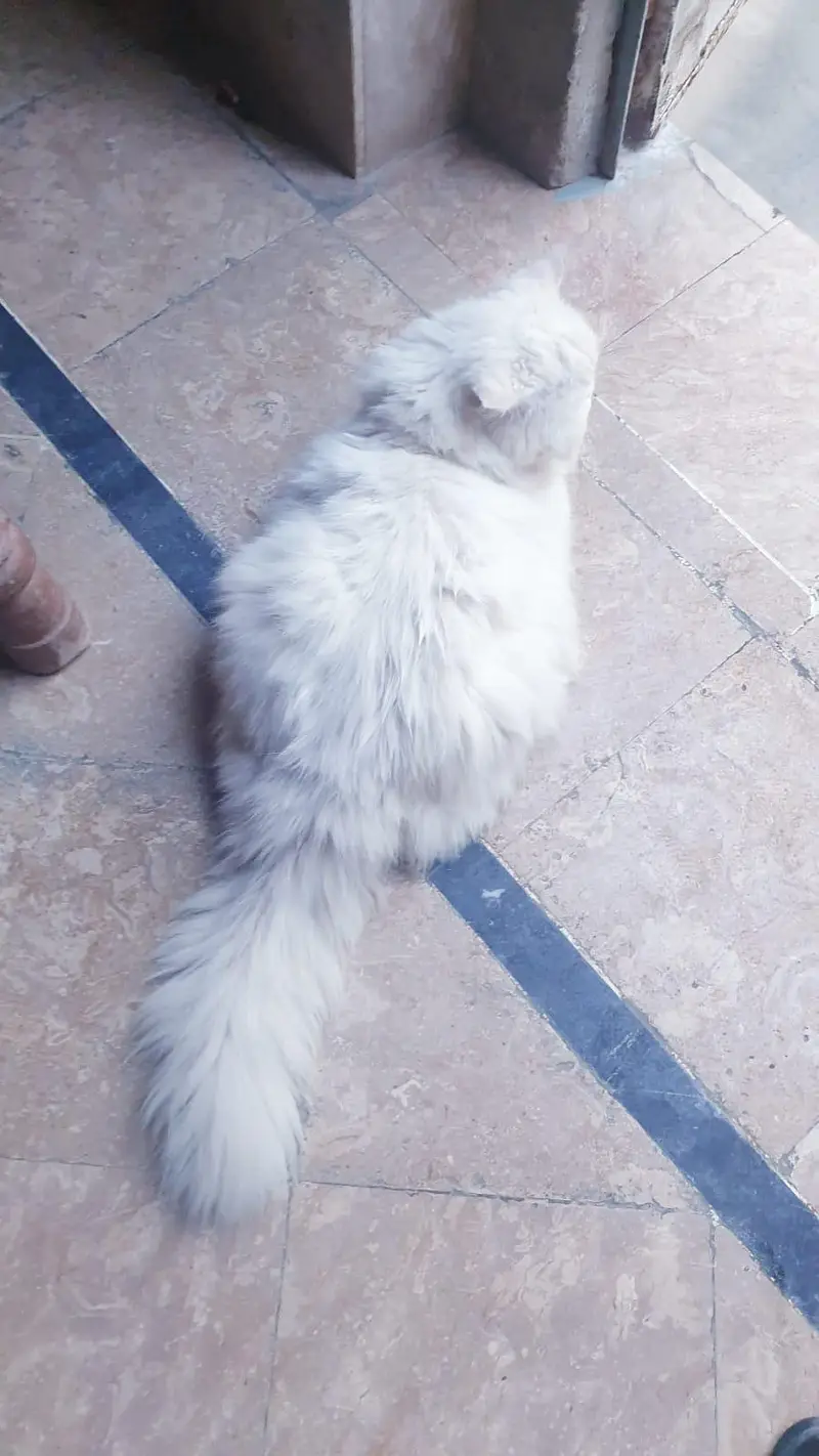 White persian cat for sale, doll face, fluffy coat — photo 6
