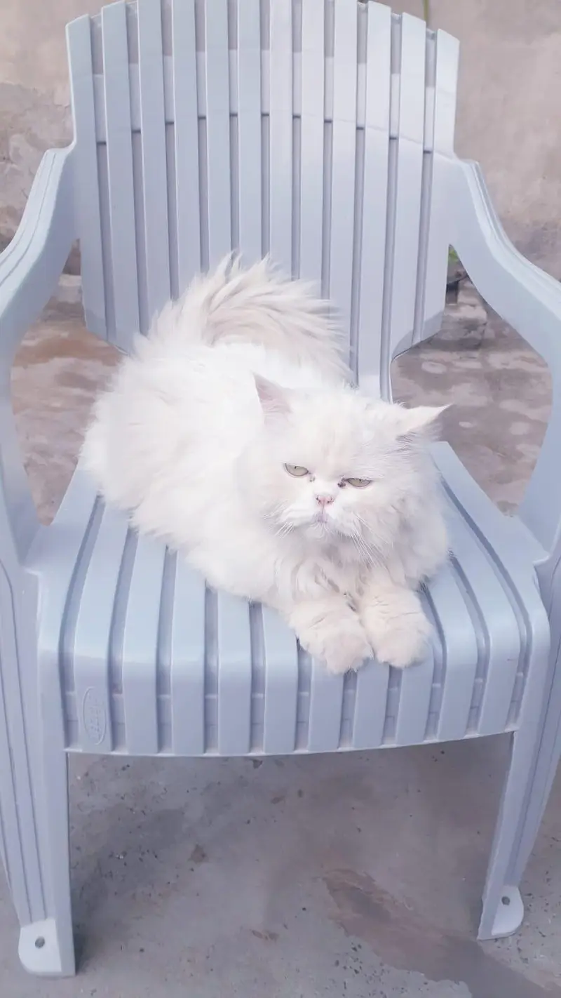 White persian cat for sale, doll face, fluffy coat — photo 7