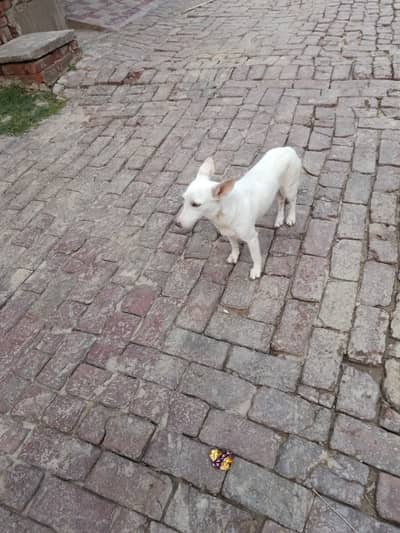Pista breed ha colour white ha age 1year female ha