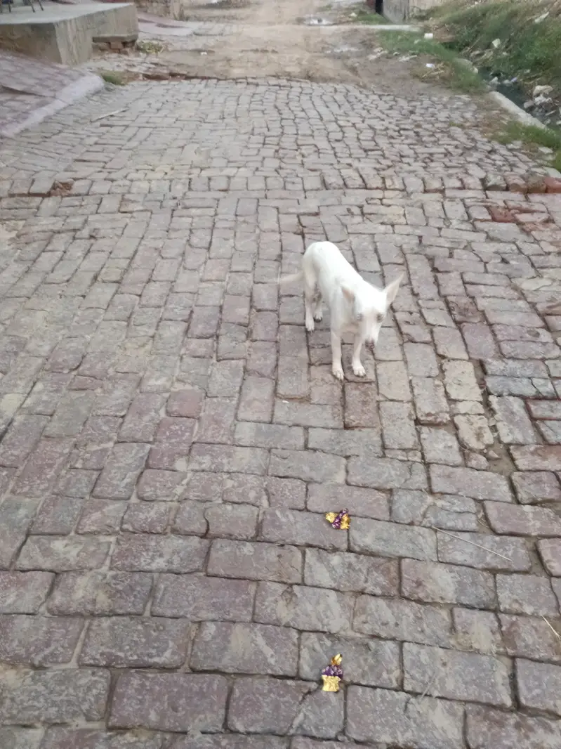 Pista breed ha colour white ha age 1year female ha — photo 3