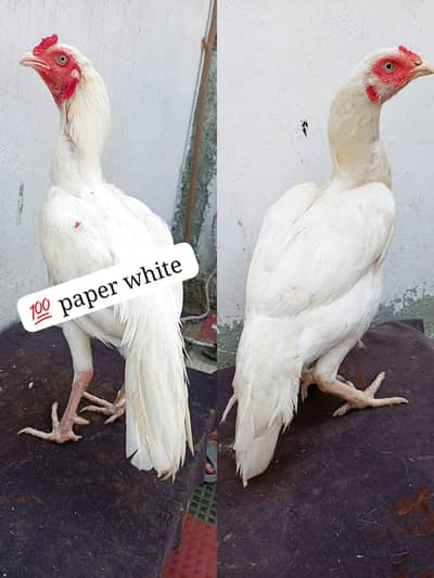 Heera pair