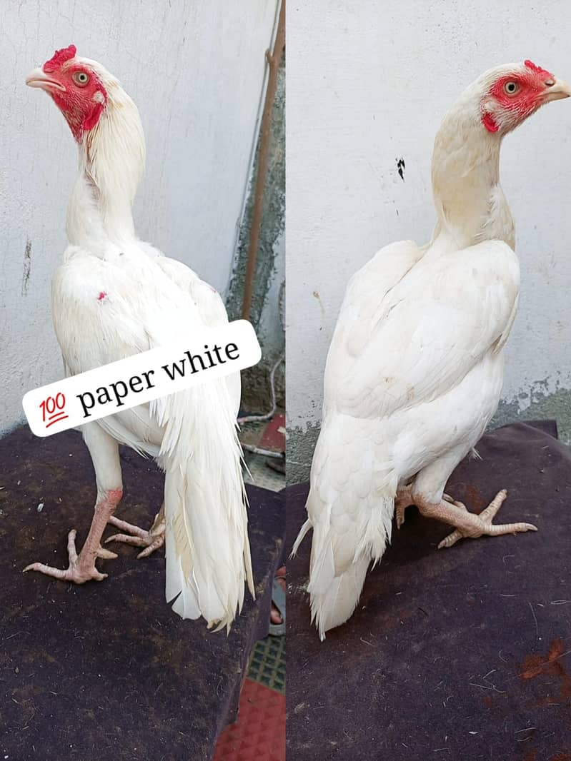Heera pair 0