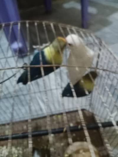 urgent sale love birds parrots