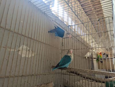 4 female