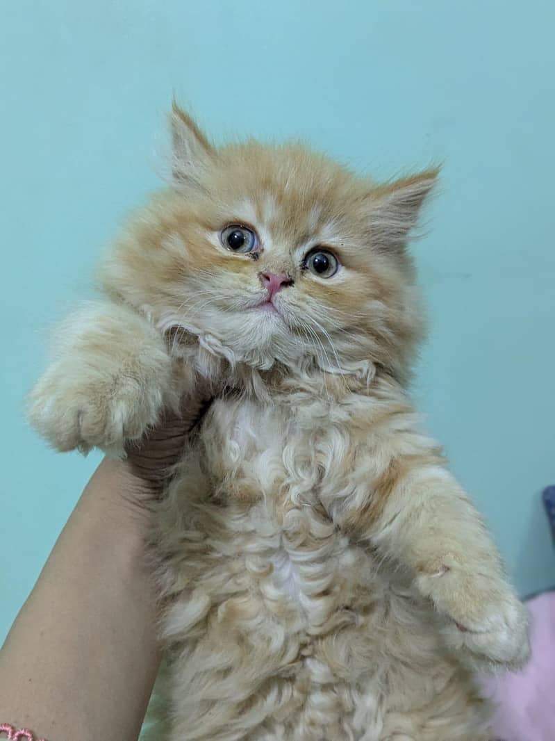 Persian kittens | Triple Coated kittens 4