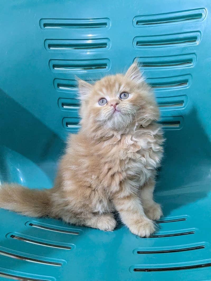 Persian kittens | Triple Coated kittens 5