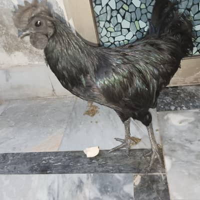 Ayam cemani pair