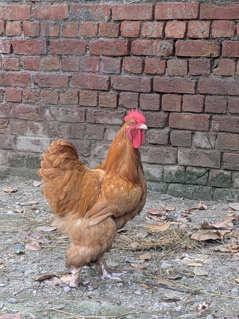 golden Buff 1