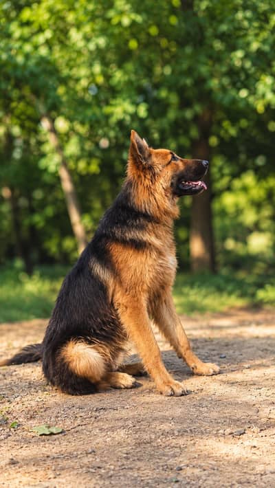 German Shepherd Brown mix For Sale.