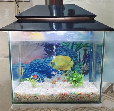 Aquarium & Fishes for sale