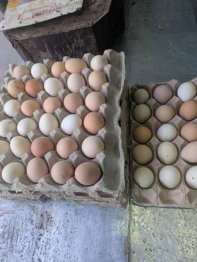 pure desi egg