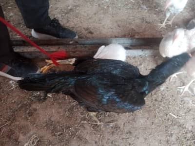 aseel mianwali || black green aseel hen