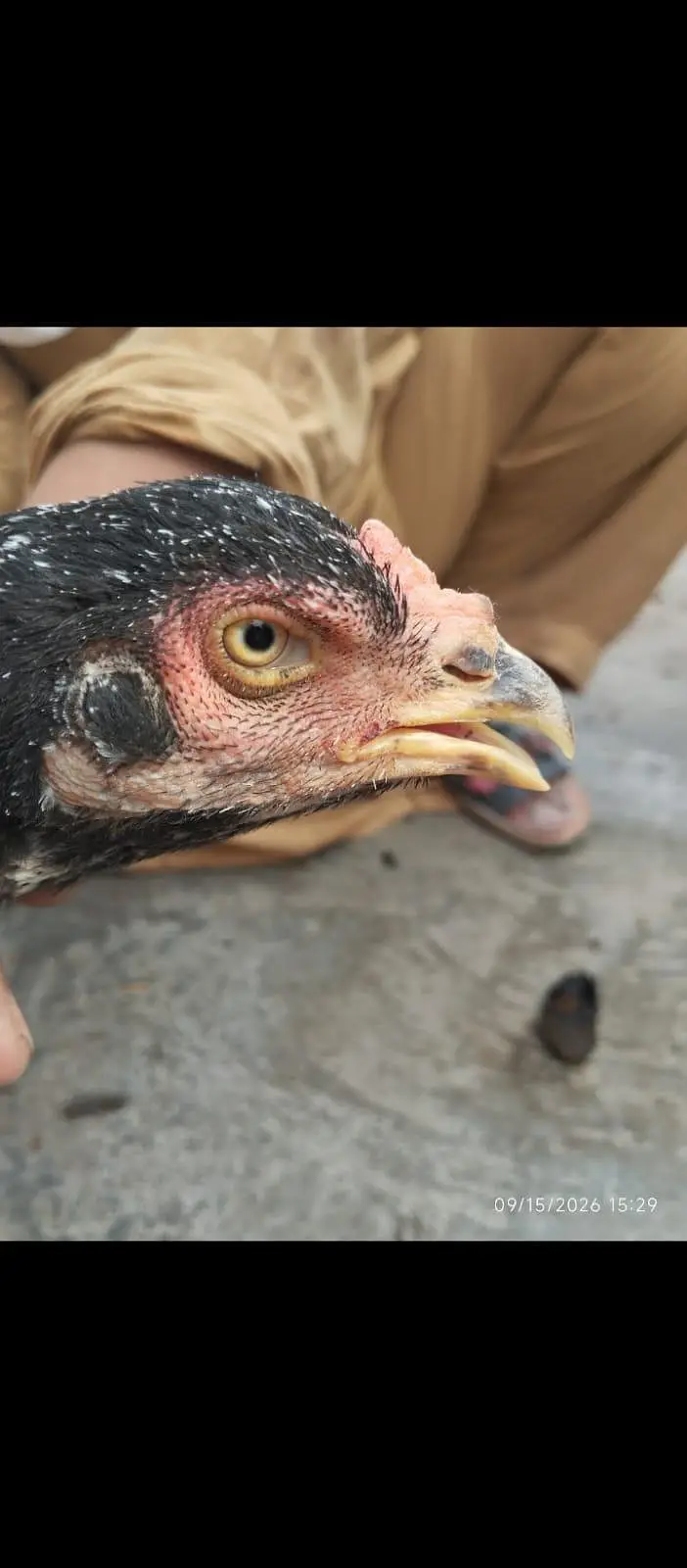 aseel mianwali || black green aseel hen — photo 2