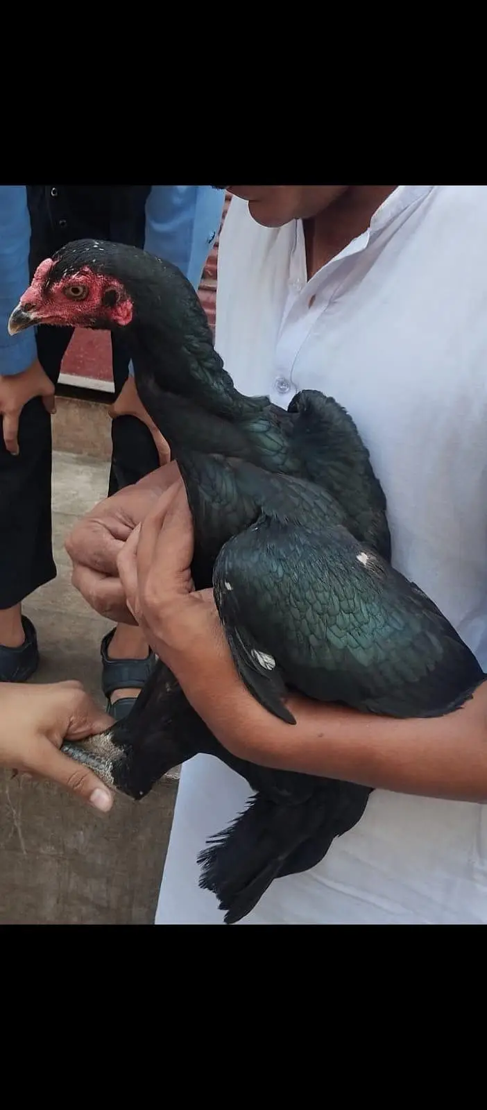 aseel mianwali || black green aseel hen — photo 3
