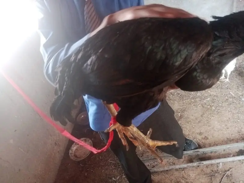 aseel mianwali || black green aseel hen — photo 4