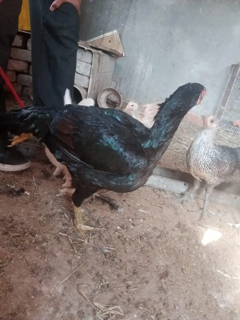 aseel mianwali || black green aseel hen — photo 5