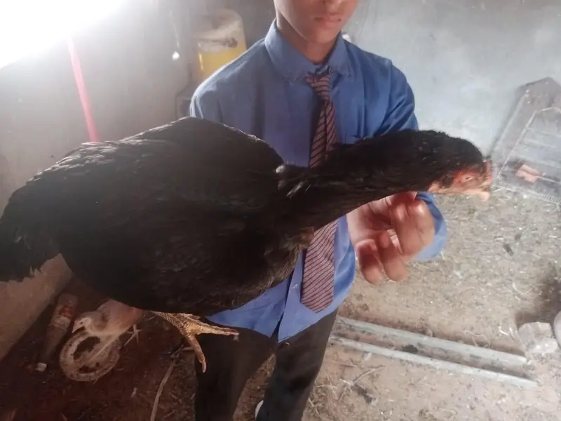 aseel mianwali || black green aseel hen — photo 6