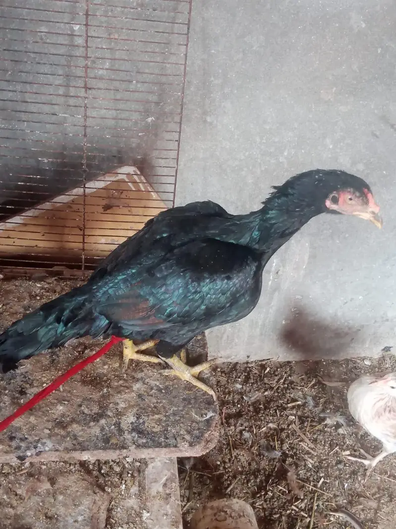 aseel mianwali || black green aseel hen — photo 7