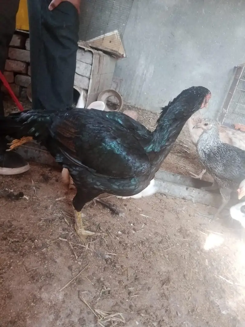 aseel mianwali || black green aseel hen — photo 8