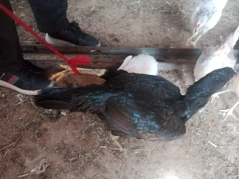 aseel mianwali || black green aseel hen — photo 9