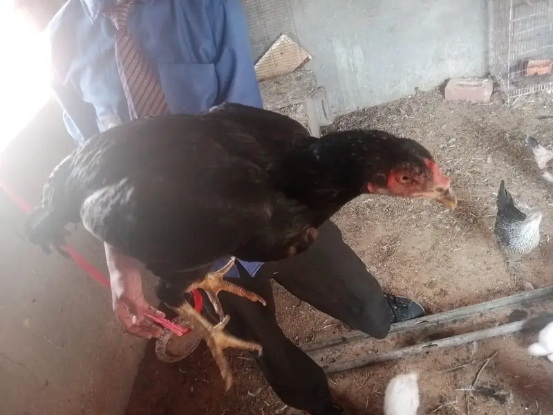 aseel mianwali || black green aseel hen — photo 10