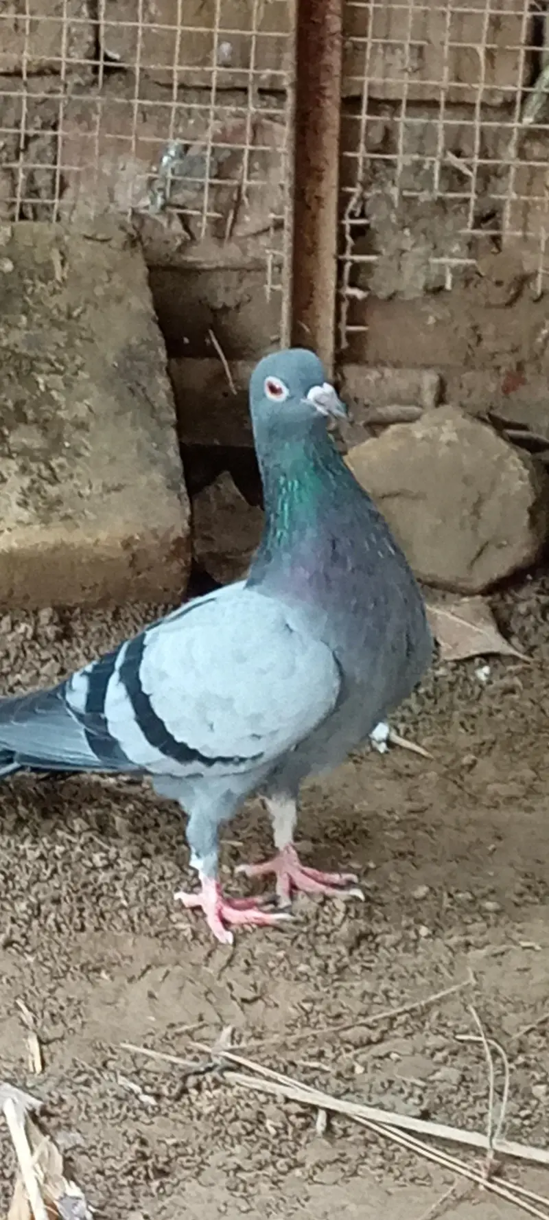 Pigeons pair for sale price is negotiable 03245974166 — photo 2