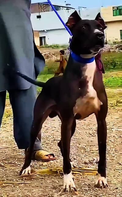 bully gultair male ag 6 month for sale