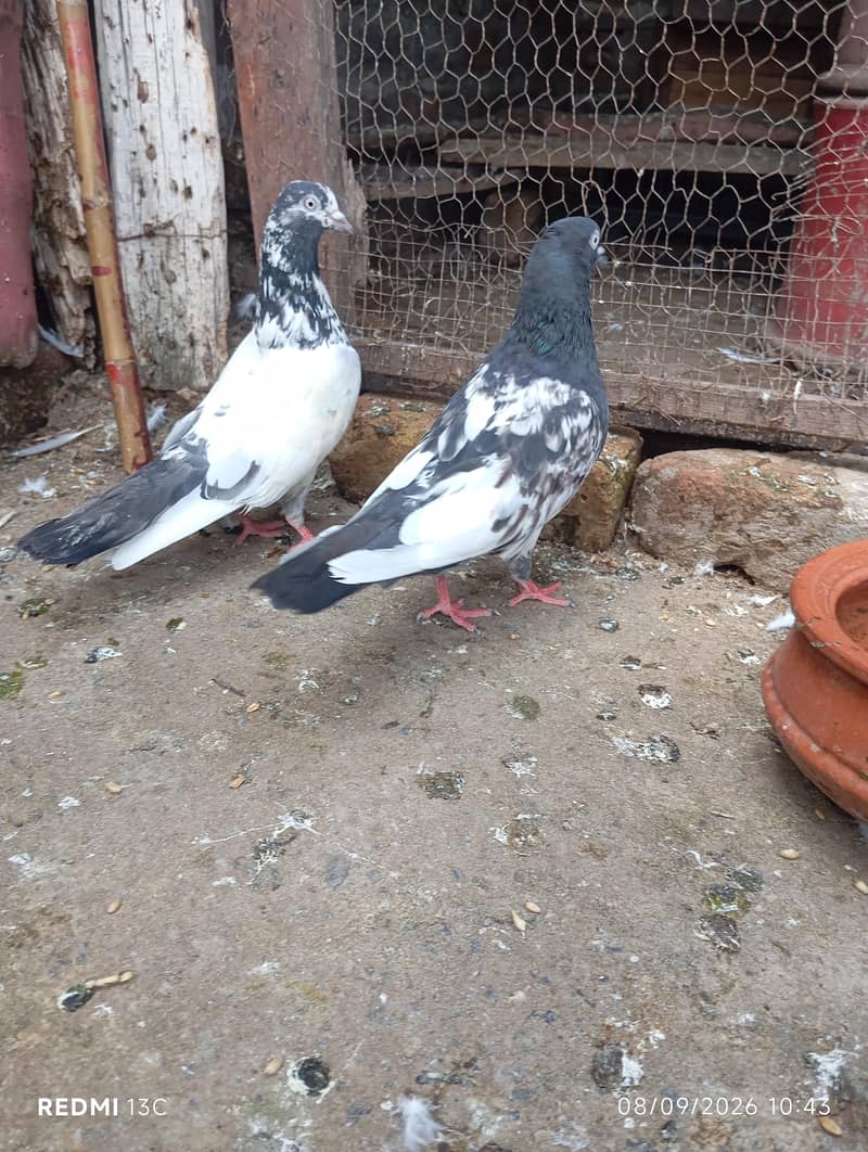 Breeder pair 0