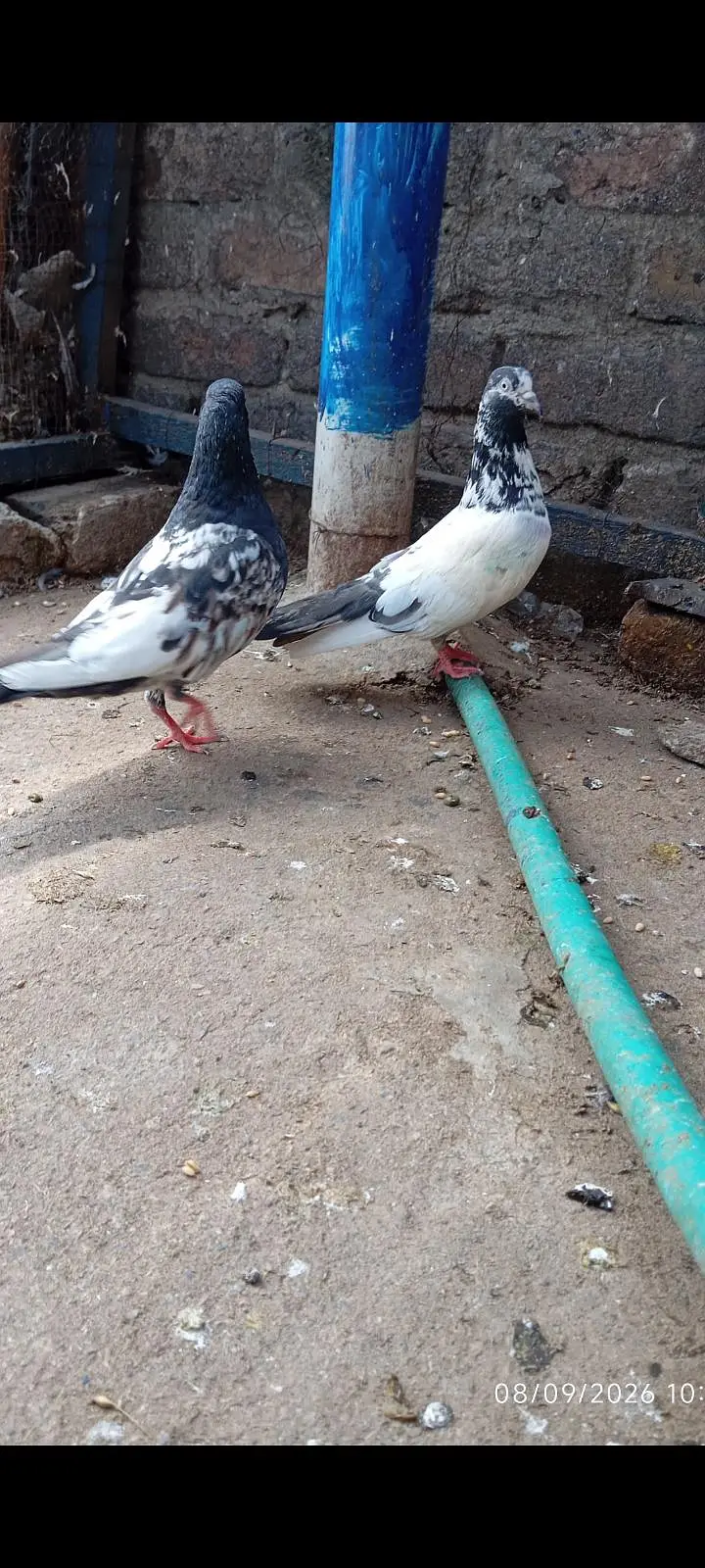 Breeder pair — photo 2