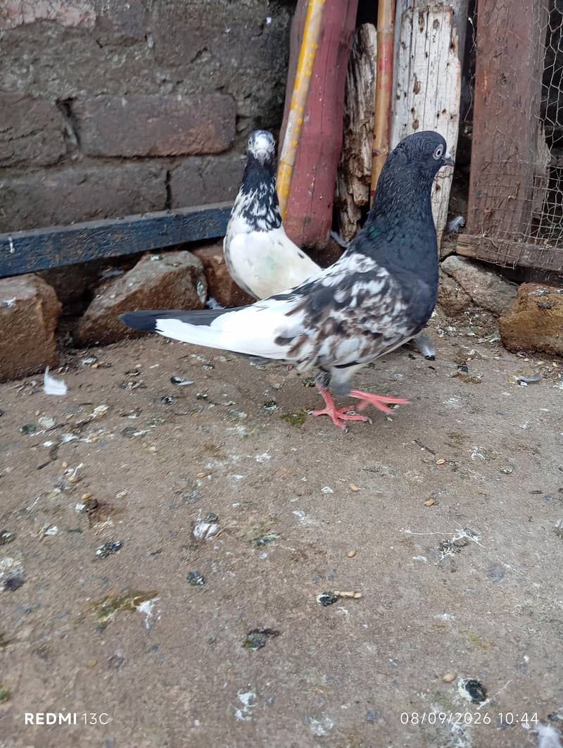 Breeder pair 2