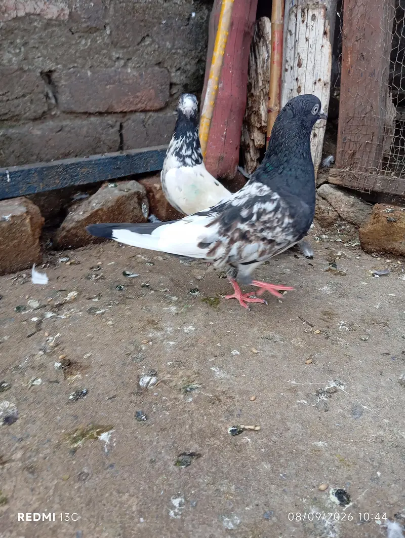 Breeder pair — photo 3