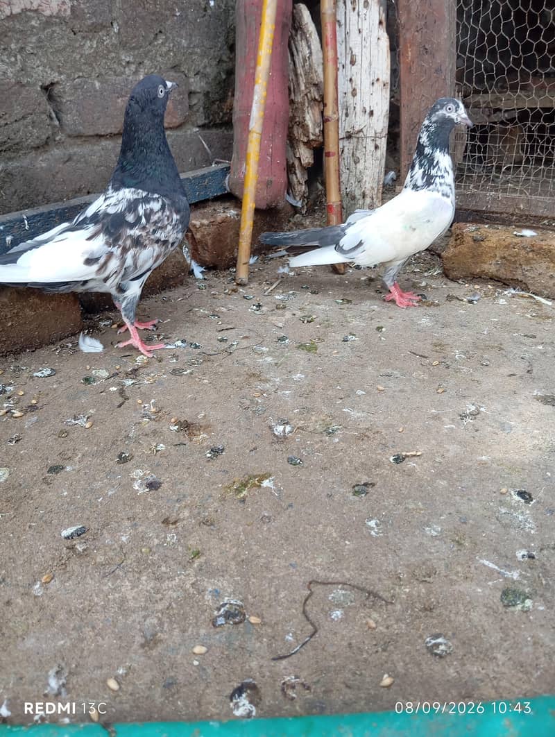 Breeder pair 3