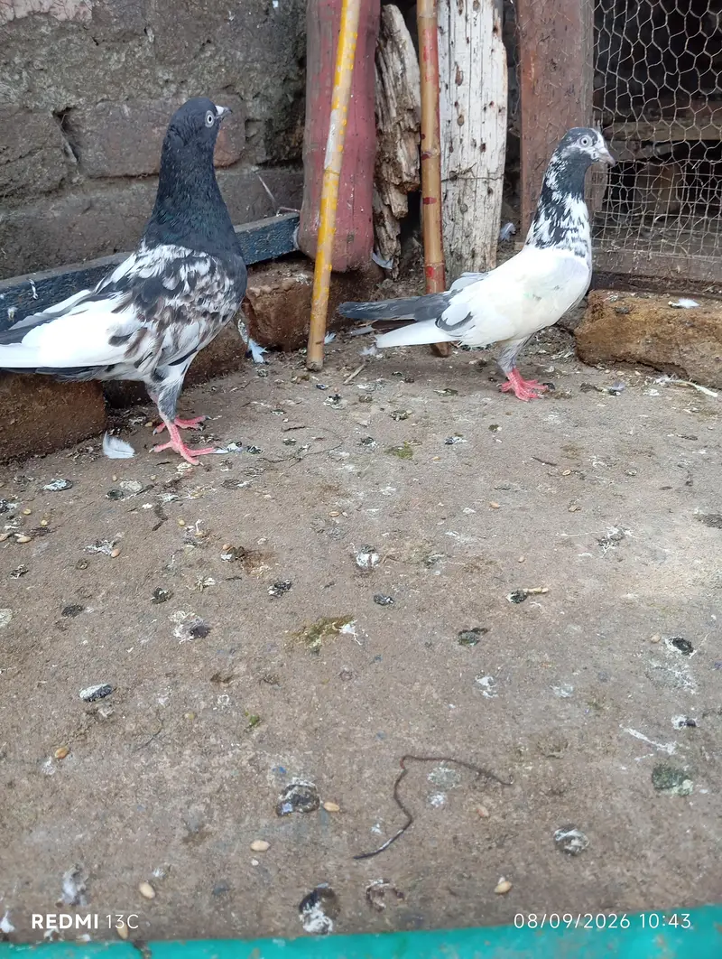 Breeder pair — photo 4