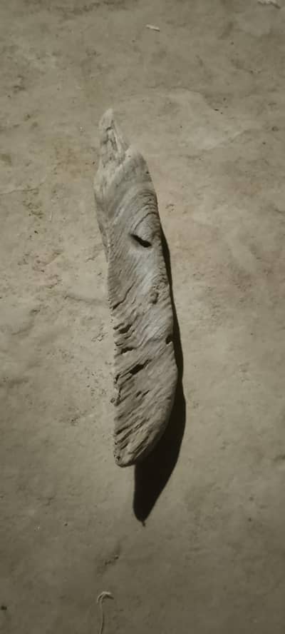 Oldest Fossil of Big Animal for Decoration