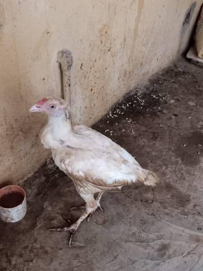 Aseel hera murga pure white