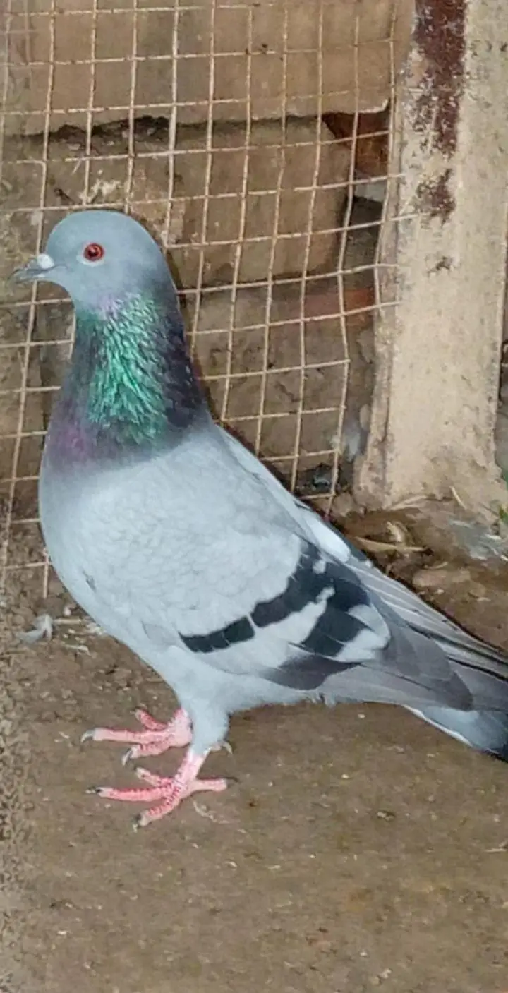 Pigeons pair for sale price is negotiable 03245974166 — photo 3