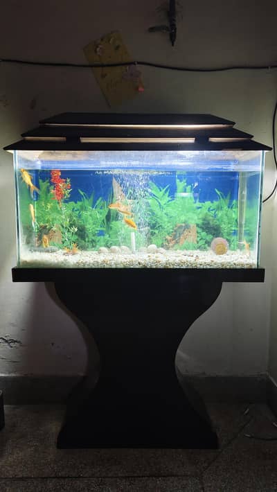 Aquarium & Fishes for Sale