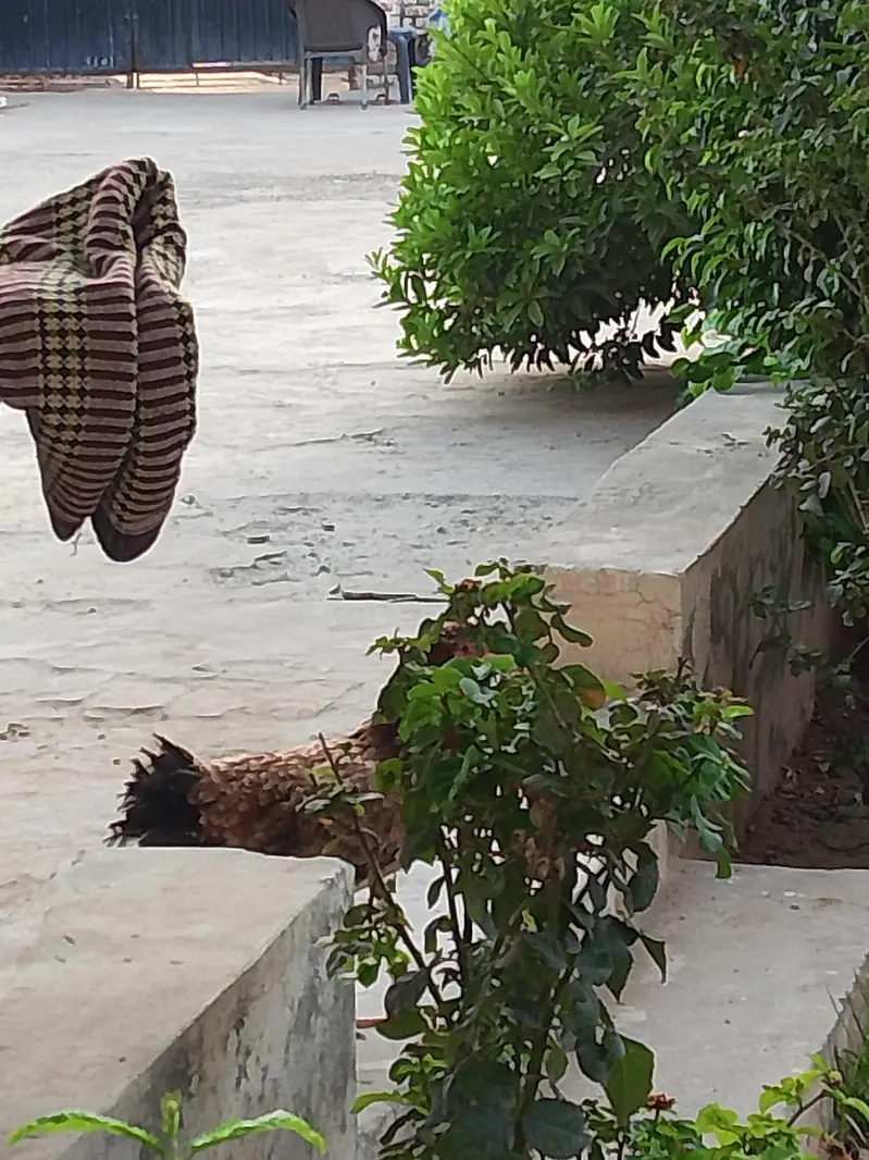 aseel mushka kana — photo 3