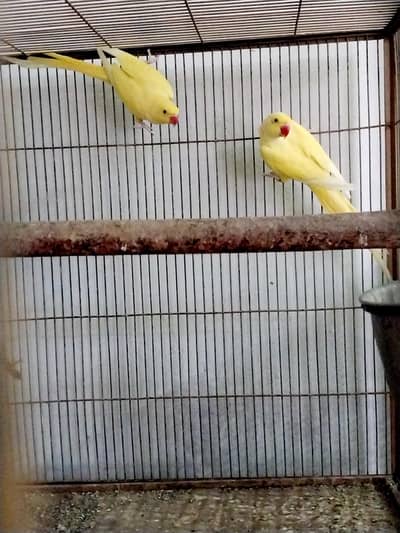yellow ring neck pair