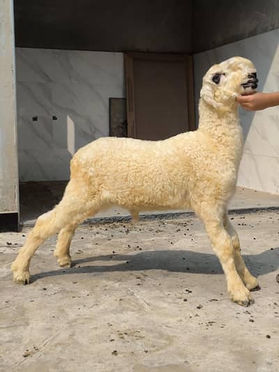 Sultan Breed Mundra
