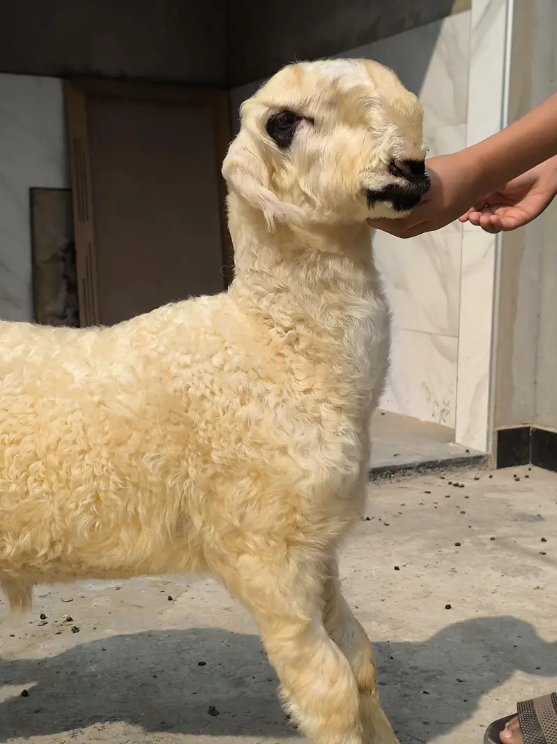 Sultan Breed Mundra — photo 2
