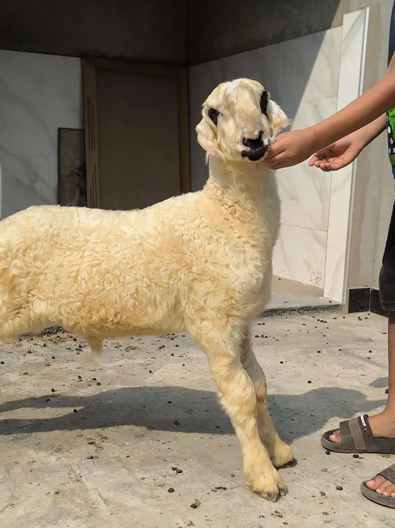 Sultan Breed Mundra — photo 3