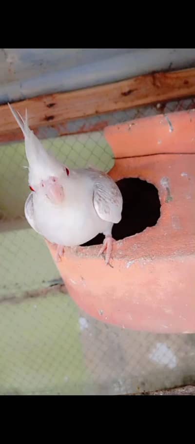Fallow Cockatiel Pair