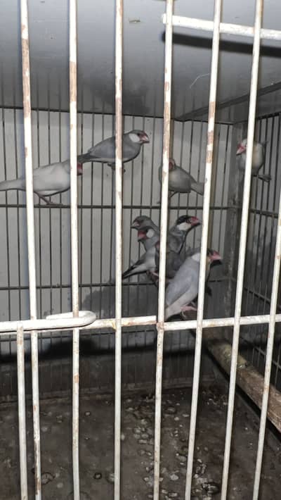 Mix java for sale