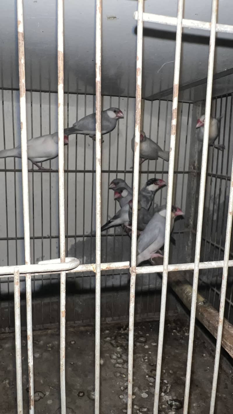 Mix java for sale 0