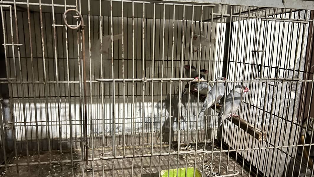 Mix java for sale 1