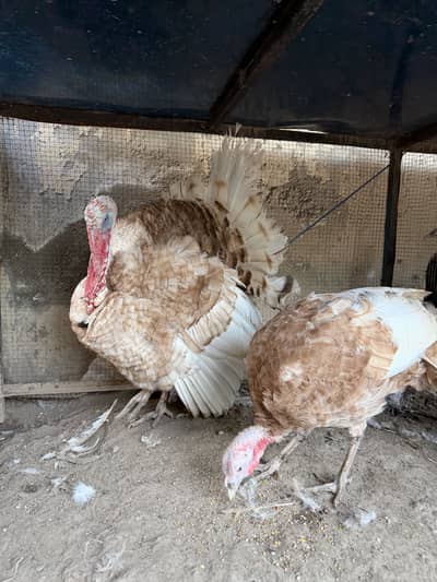 Light Brown Turkey Bird
